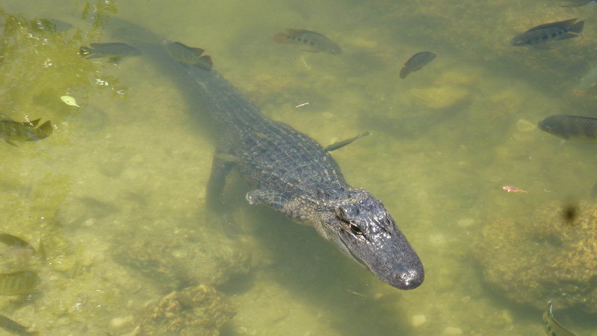 Florida2015_460.jpg