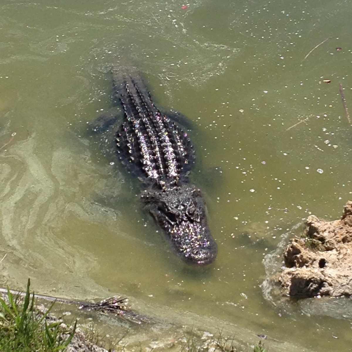 Florida2015_534.jpg